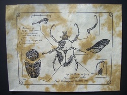 clockwork beetle insect  schematic poster screen print  
